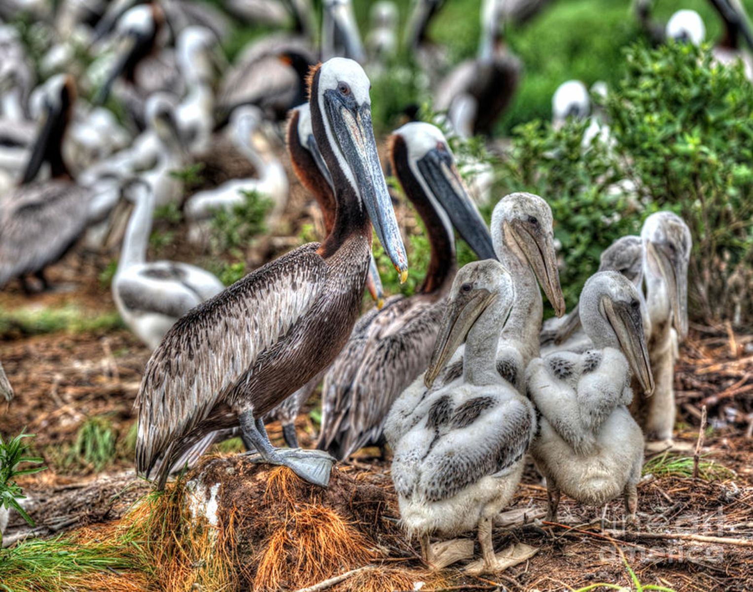 Picture1.jpg Picture1.jpg