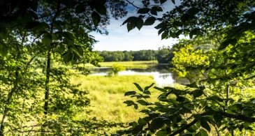 view of grassy field through trees