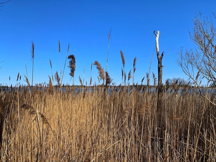 Eastern Neck National Wildlife Refuge
