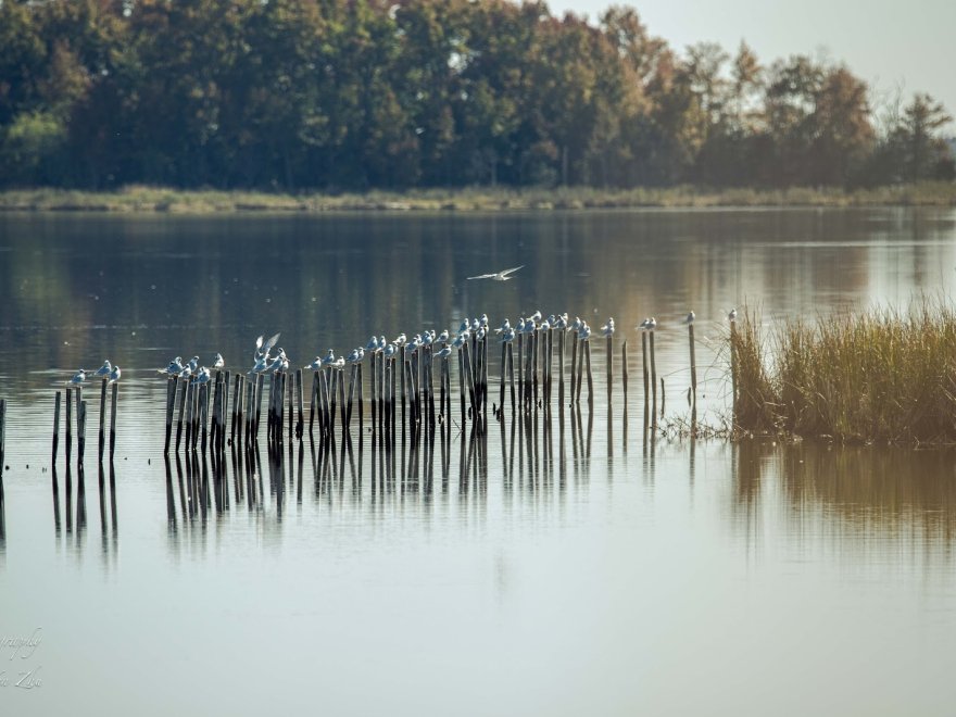 Blackwater National Wildlife Refuge Visitor Center